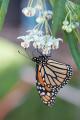 IMG_9021 upside down monarch